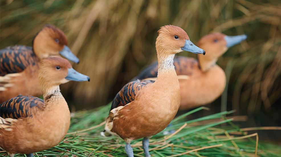lose-up of a group of brown Fulvous Whistling Ducks with a blurred grass background at WWT London
